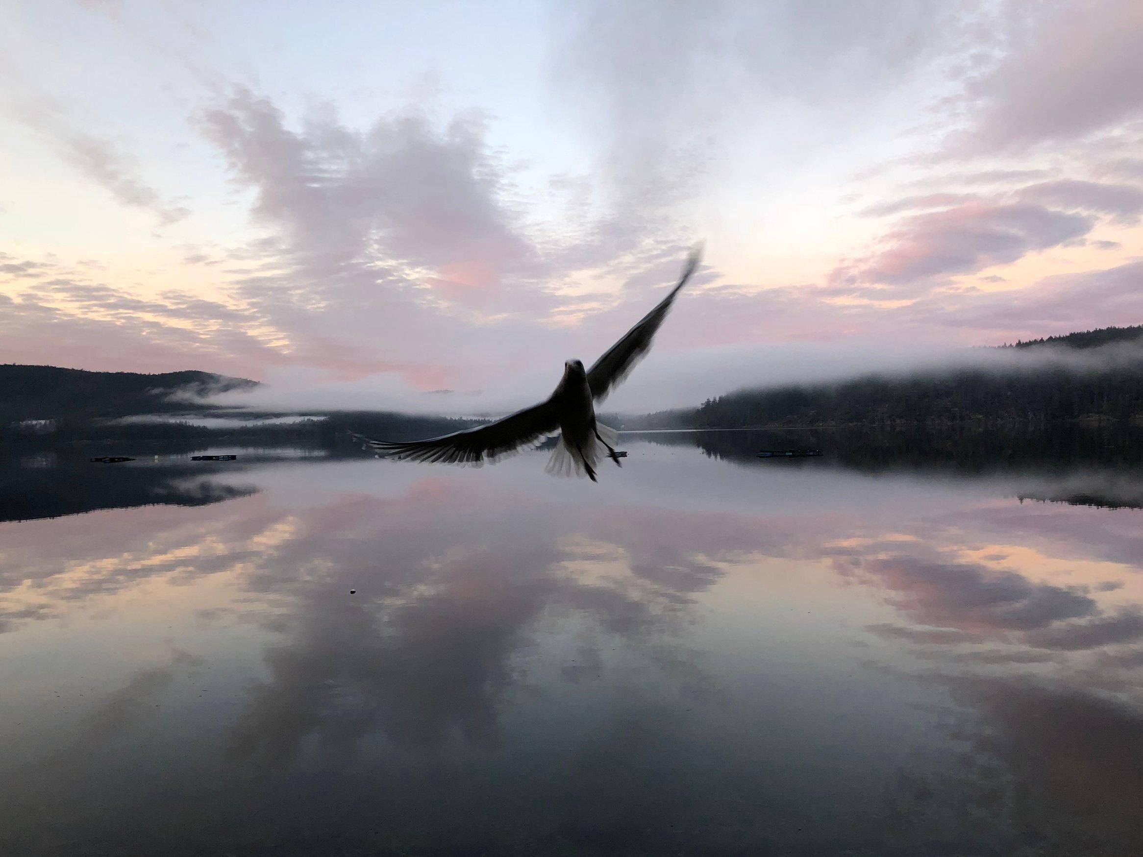 Patricia MacPherson, TCM Practitioner practicing in Powell River, BC
