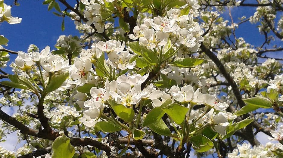 Janette Cormier, TCM Practitioner practicing in Port Alberni, BC